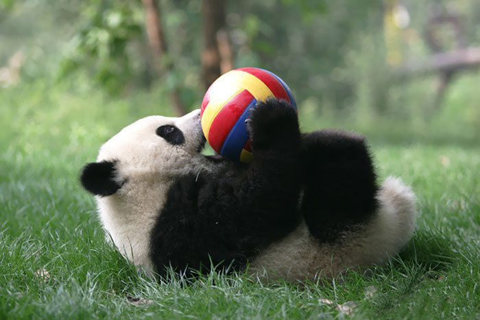 Детский сад для панд в Китае