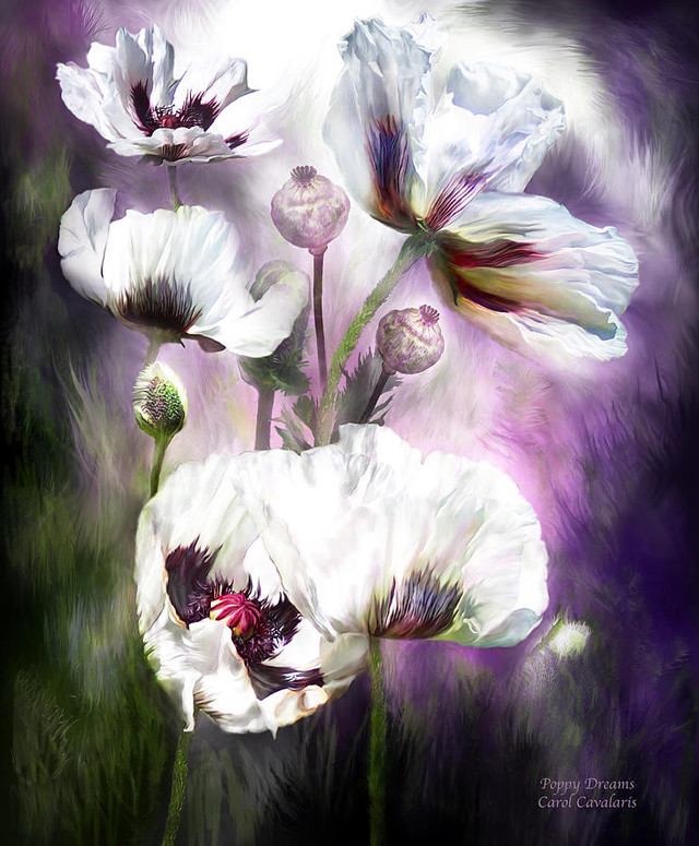 Нежные цветы на картинах Carol Cavalaris
