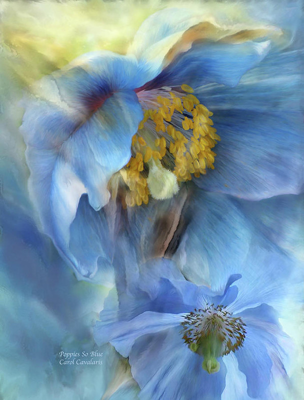 Нежные цветы на картинах Carol Cavalaris