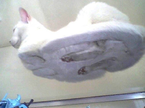 Кошки лежат на стекле: вид снизу
