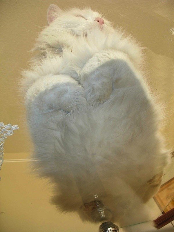 Кошки лежат на стекле: вид снизу