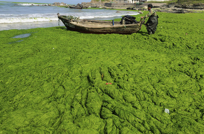 Нашествие зеленых водорослей в Китае