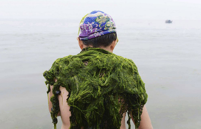 Нашествие зеленых водорослей в Китае