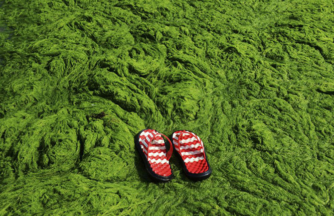 Нашествие зеленых водорослей в Китае
