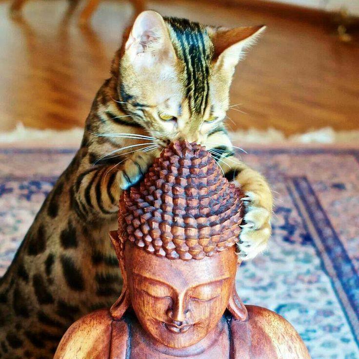 Коты - настоящие буддисты