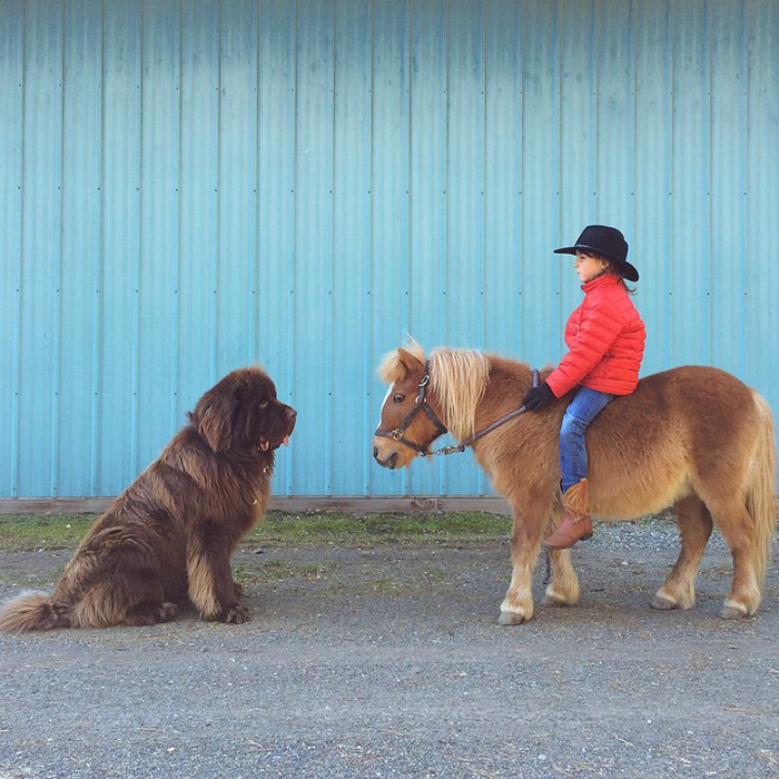 Дружба мальчика, двух огромных собак и лошади