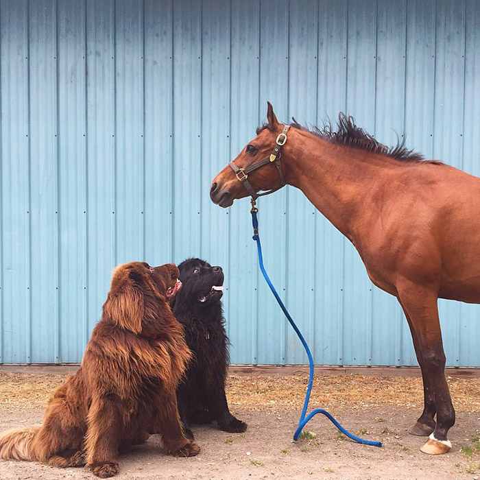 Дружба мальчика, двух огромных собак и лошади