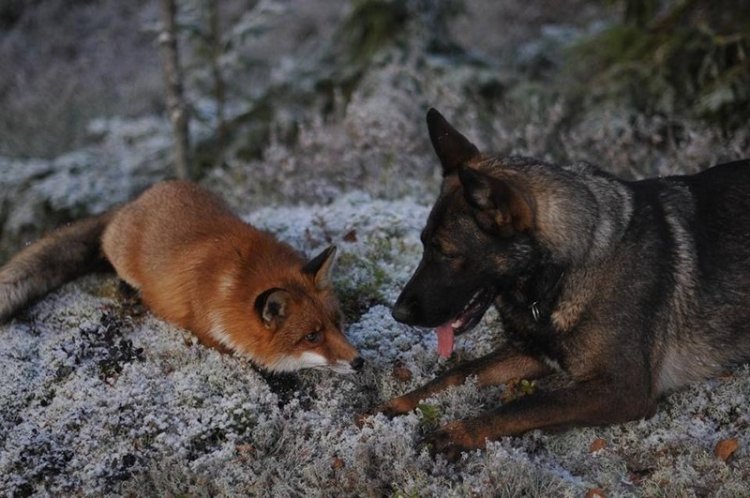 Необычная дружба между лисой и собакой