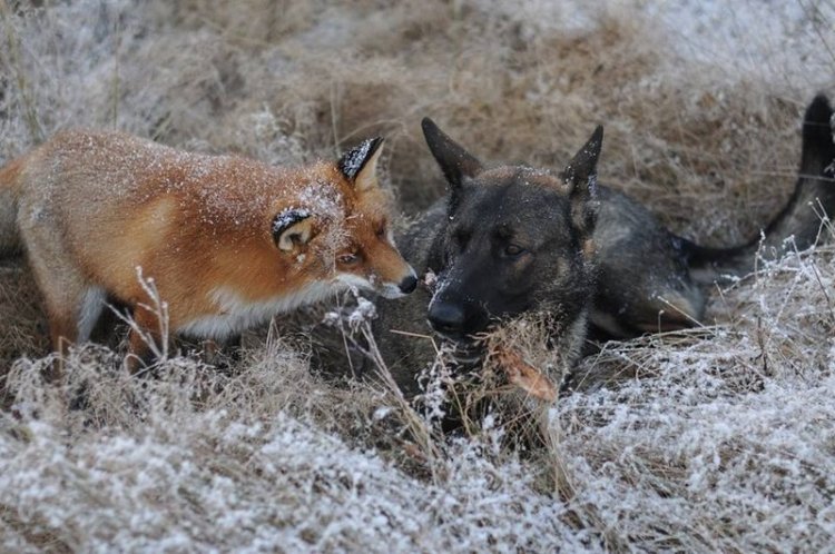 Необычная дружба между лисой и собакой