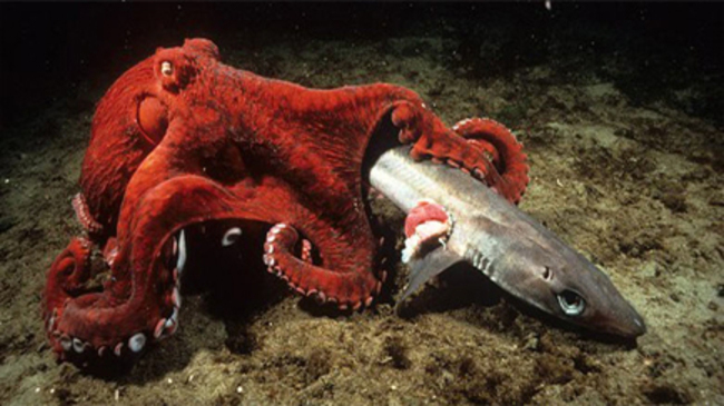 Самые крупные и загадочные обитатели морских глубин