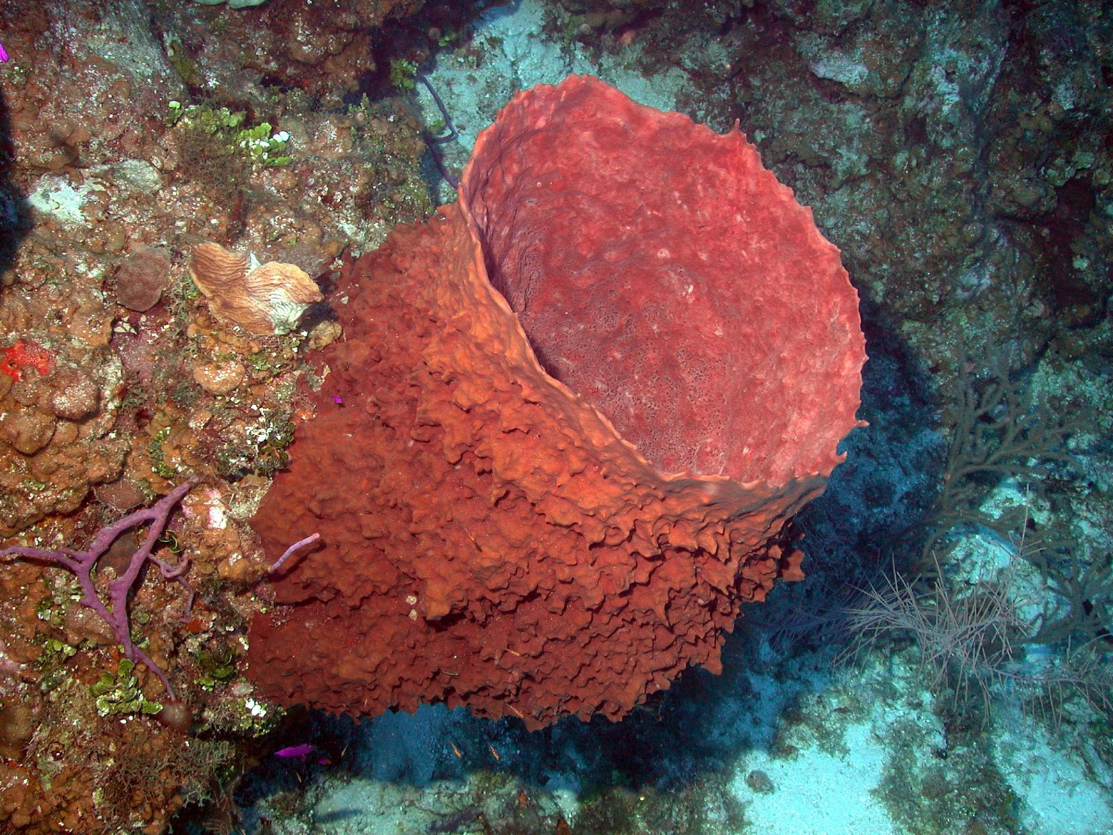Самые крупные и загадочные обитатели морских глубин