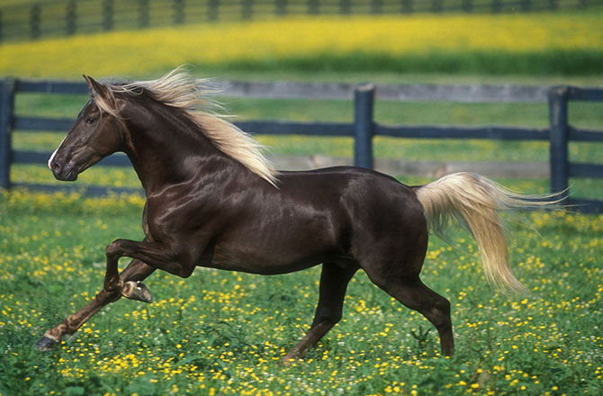 15 самых восхитительных пород лошадей