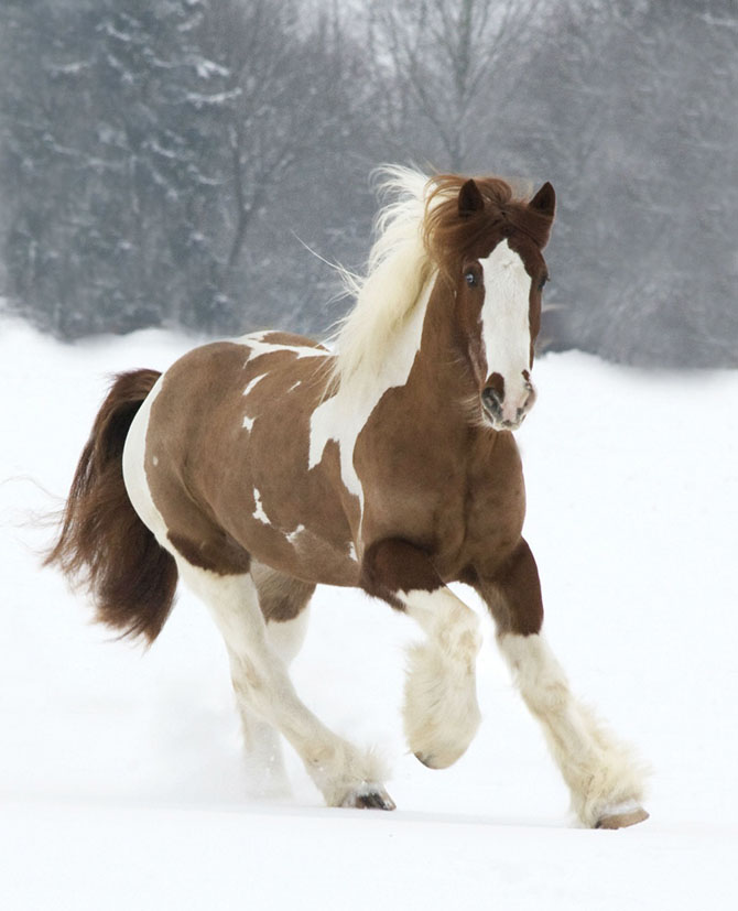 15 самых восхитительных пород лошадей