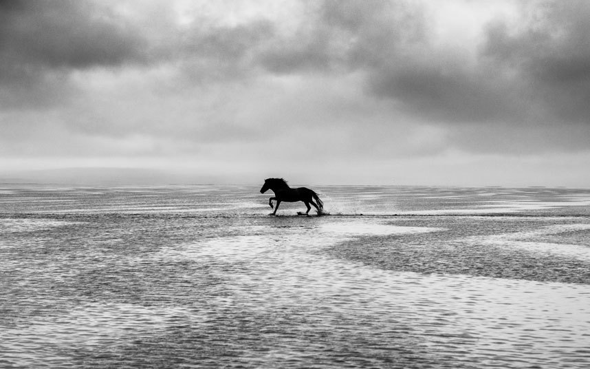Великолепные лошади в фотографиях Керри Хендри