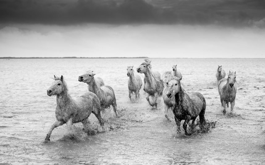 Великолепные лошади в фотографиях Керри Хендри