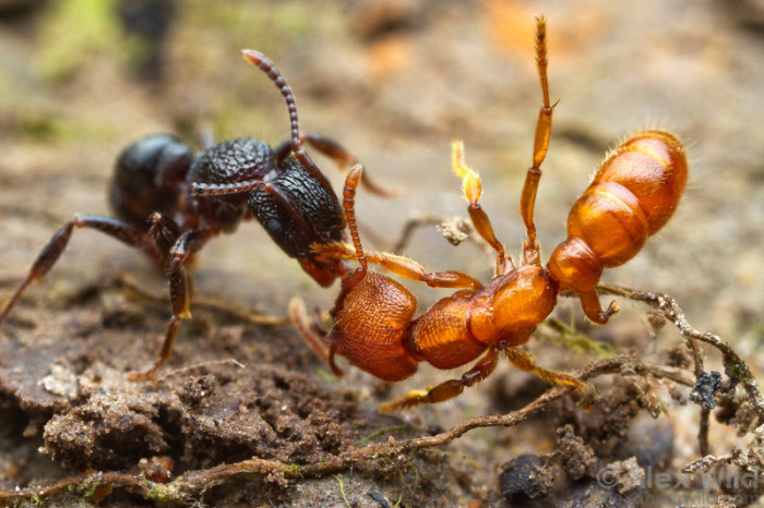 Жестокие муравьиные войны за контроль над территорией