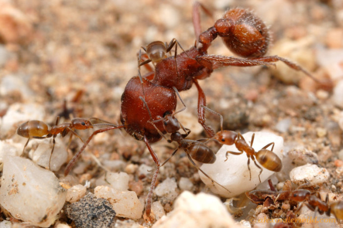 Жестокие муравьиные войны за контроль над территорией