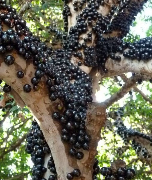 Редкие и необычные сорта винограда