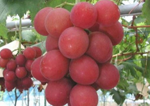 Редкие и необычные сорта винограда