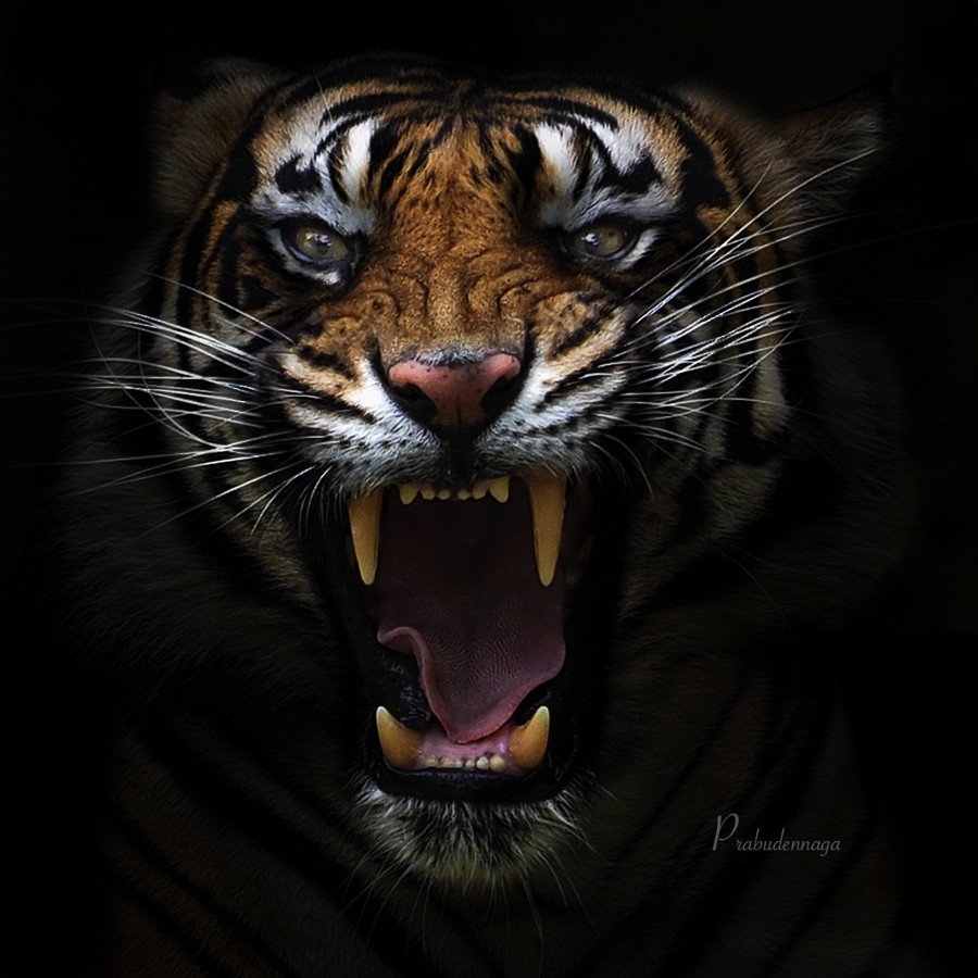 Тигры на потрясающих фотографиях