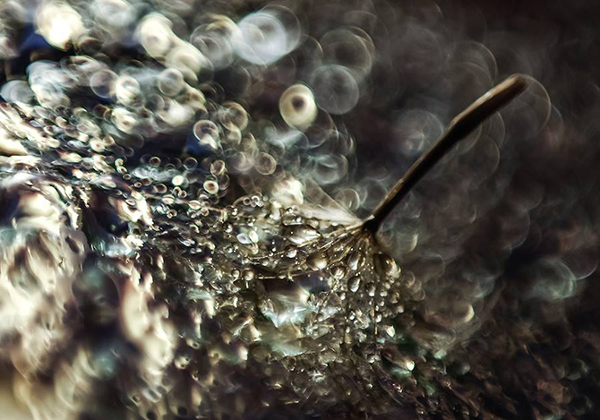 Макрофотографии капель воды от Ивелины Благоевой