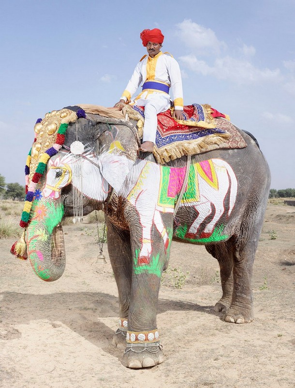 На фестивале слонов в Индии