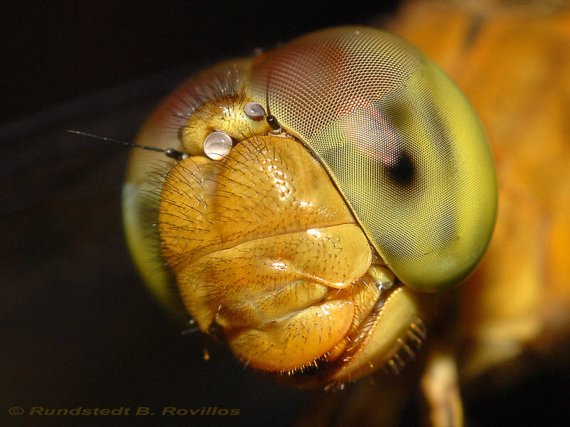 Природная красота насекомых от австралийского фотографа Рундштедта Ровиллоса