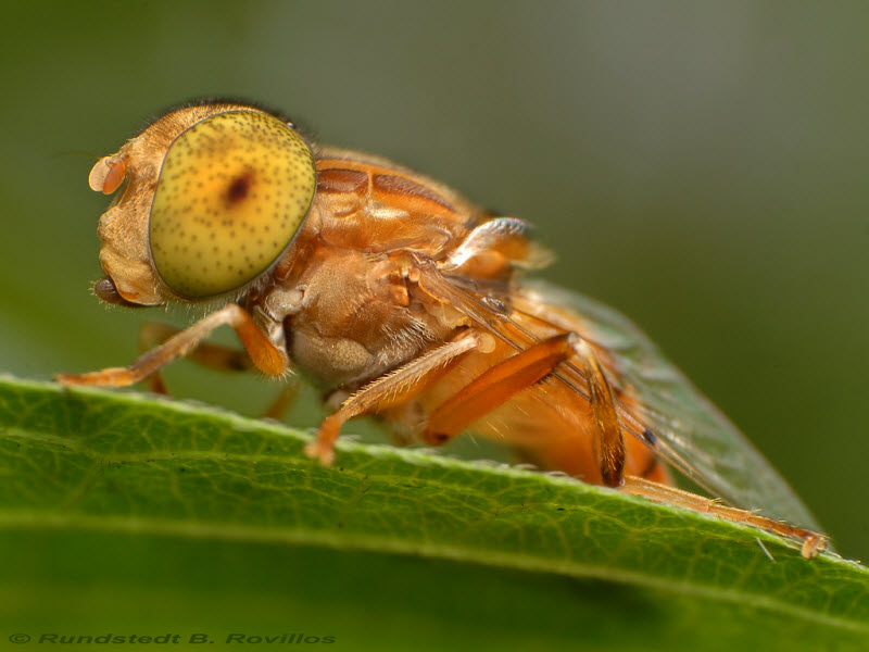 Природная красота насекомых от австралийского фотографа Рундштедта Ровиллоса