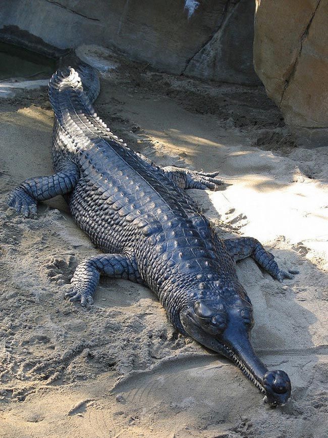 Породы крокодилов с фотографиями и названиями
