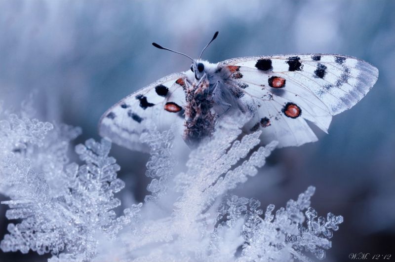 Волшебные снимки мира насекомых от Вила Мийера