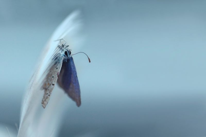 Волшебные снимки мира насекомых от Вила Мийера