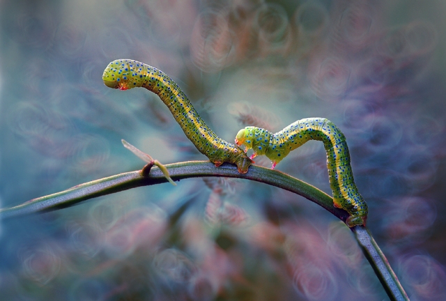 Взаимоотношения насекомых на макрофотографиях Нордина Серайана