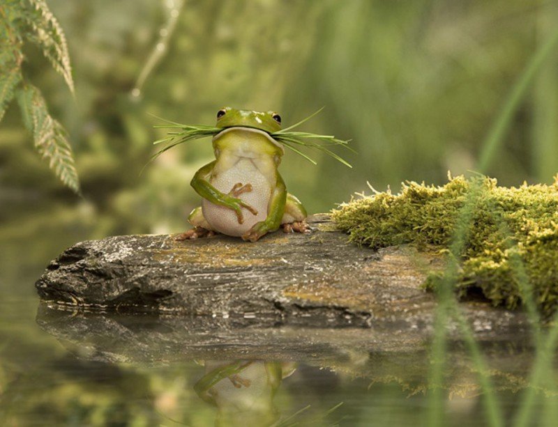 Забавні та чарівні жаби (ФОТО)