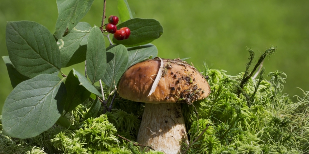 Полезные советы по правильному сбору грибов