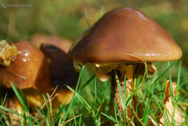 Полезные советы по правильному сбору грибов