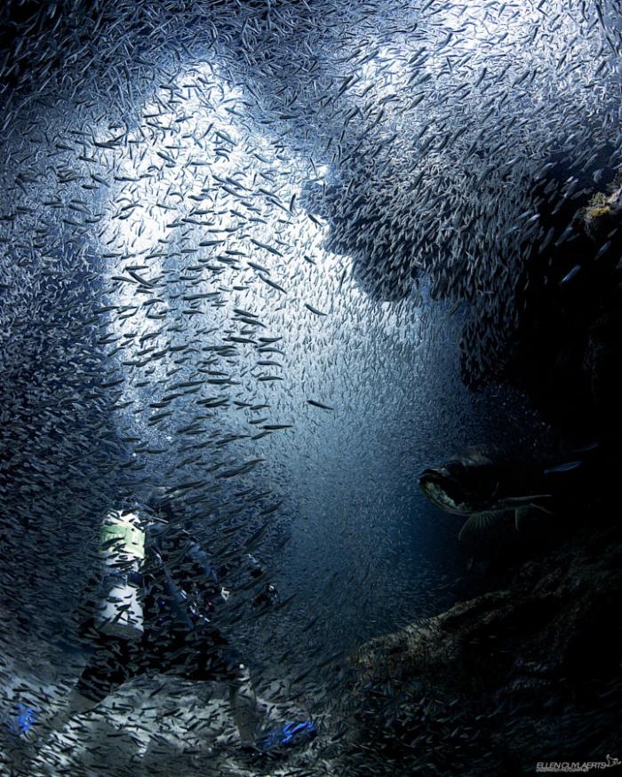 Красота подводного мира на фотографиях
