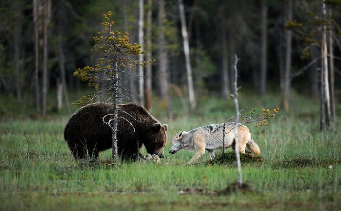Удивительная дружба медведя и волчицы