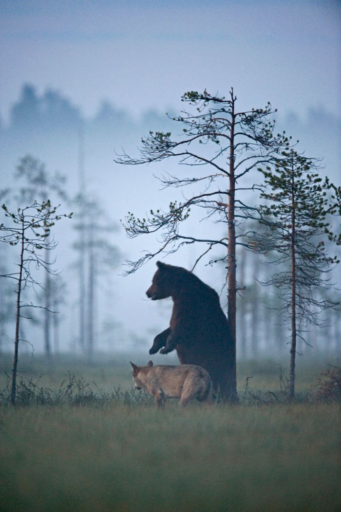 Удивительная дружба медведя и волчицы