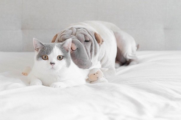 Шарпей Пэддингтон и кот Батлер в Instagram