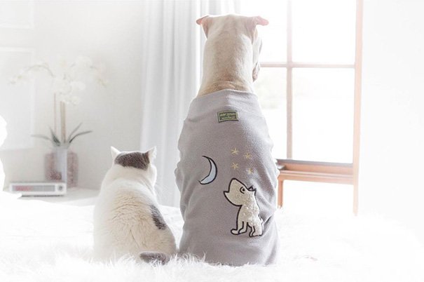 Шарпей Пэддингтон и кот Батлер в Instagram