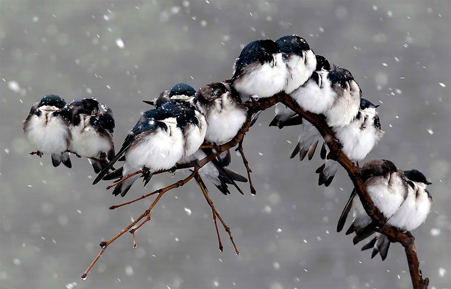 Фотографии греющихся птичек наполняют сердце приятными эмоциями