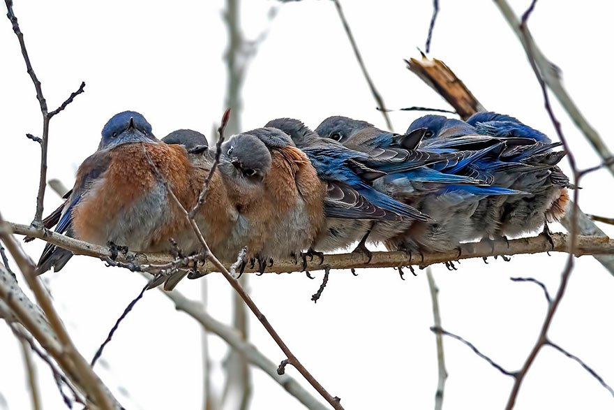 Фотографии греющихся птичек наполняют сердце приятными эмоциями
