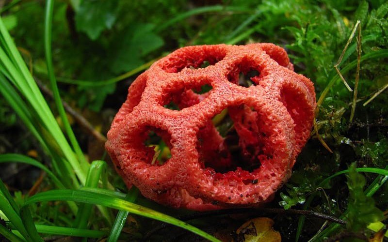 10 видов ядовитых грибов, которые растут в России