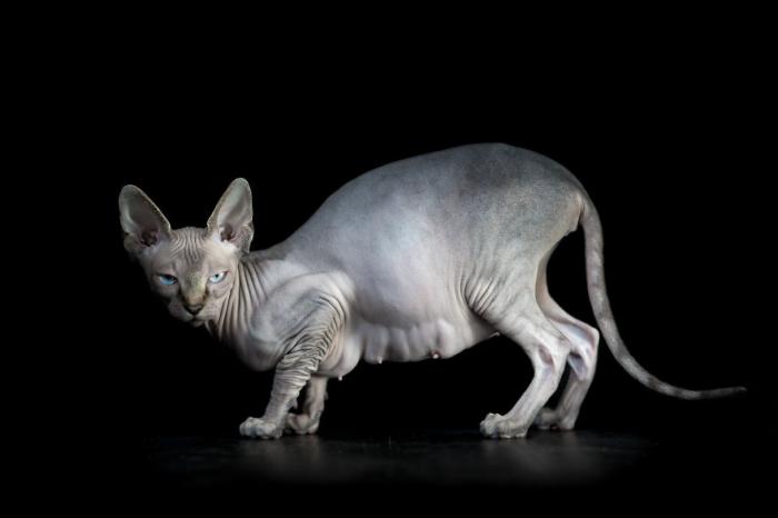 Неповторимая красота кошек породы сфинкс