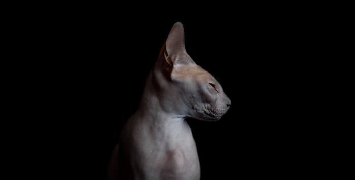 Неповторимая красота кошек породы сфинкс