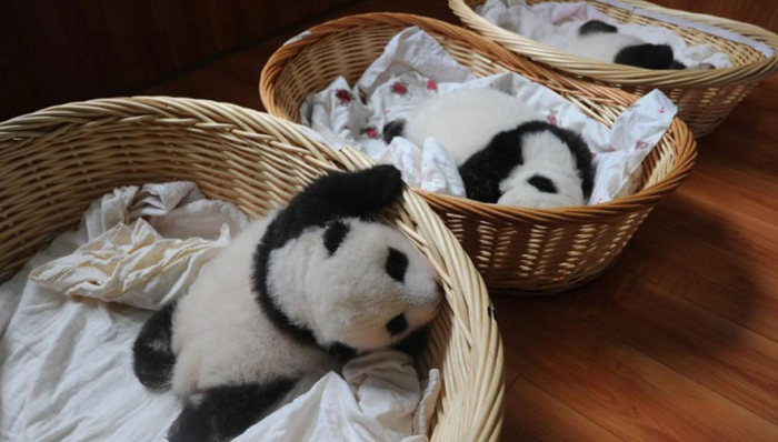 Новорожденные детеныши панд в китайском научном центре 