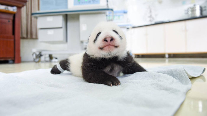 Новорожденные детеныши панд в китайском научном центре 