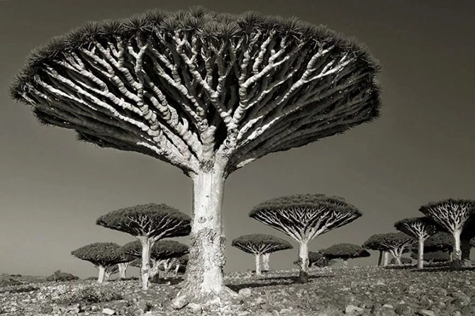 Самые древние деревья на нашей планете