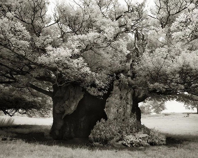 Самые древние деревья на нашей планете