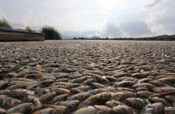 Экологическая трагедия в мексиканском озере Кахититлан